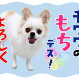 LINEスタンプ＆絵文字　チワワのもちデス！